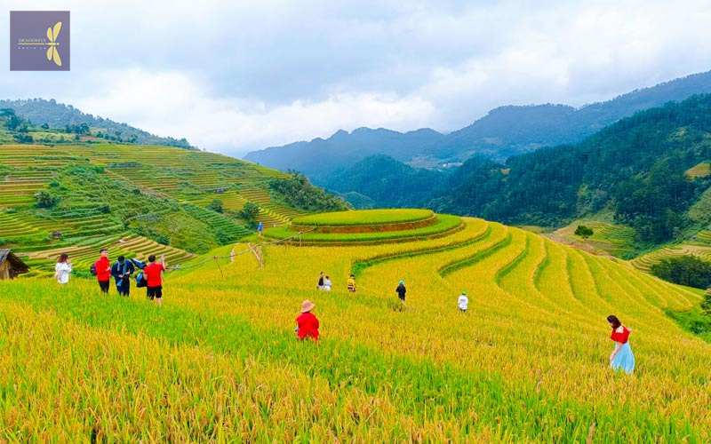 phong canh ban thai