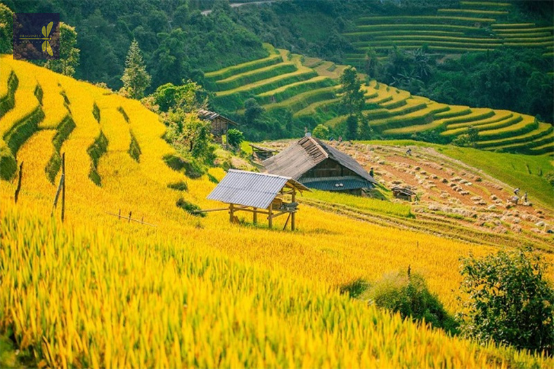 ruong bac thang de xu phinh